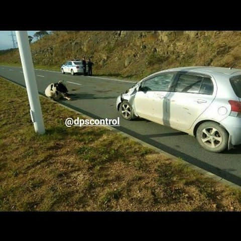 Зоозащитники в гневе: на Русском острове сбили корову (фото)