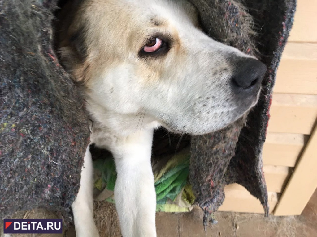 Пьяный живодер изувечил щенка