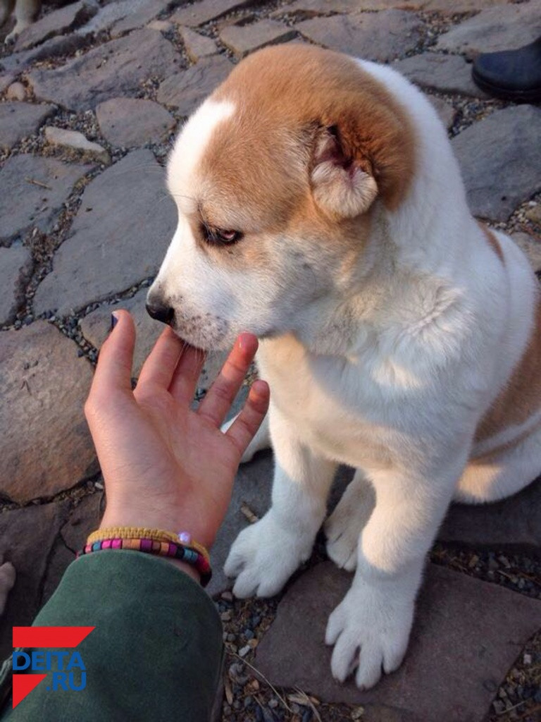 Собака нарушила работу целого аэропорта в Японии