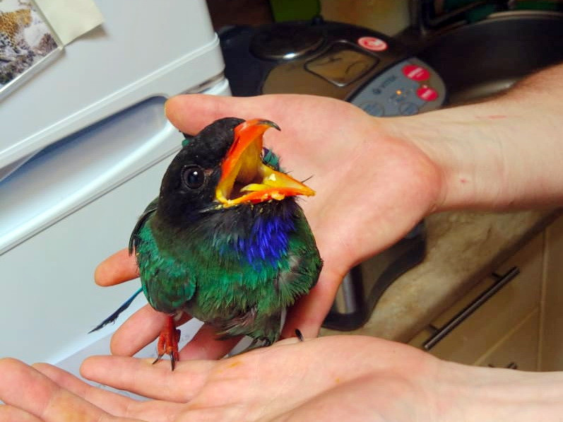 Страдавший на приморской дороге широкорот спасен