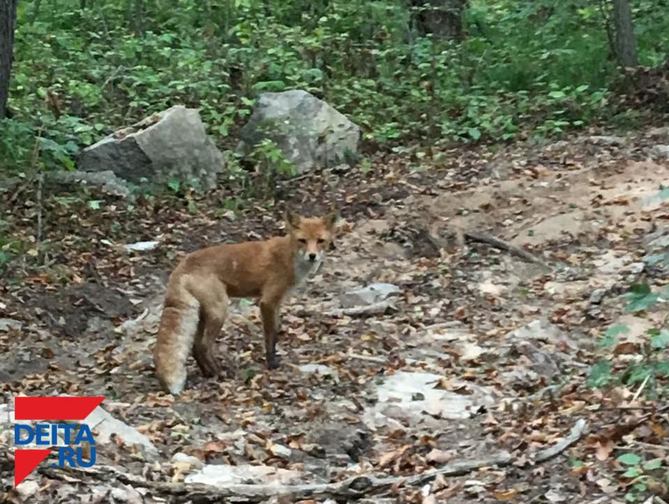 Пока владивостокцы оплакивали щенка, лиса отдыха после сытного обеда