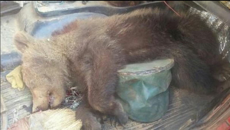 Ни в чем не виноватых медвежат отстреливают на Дальнем Востоке