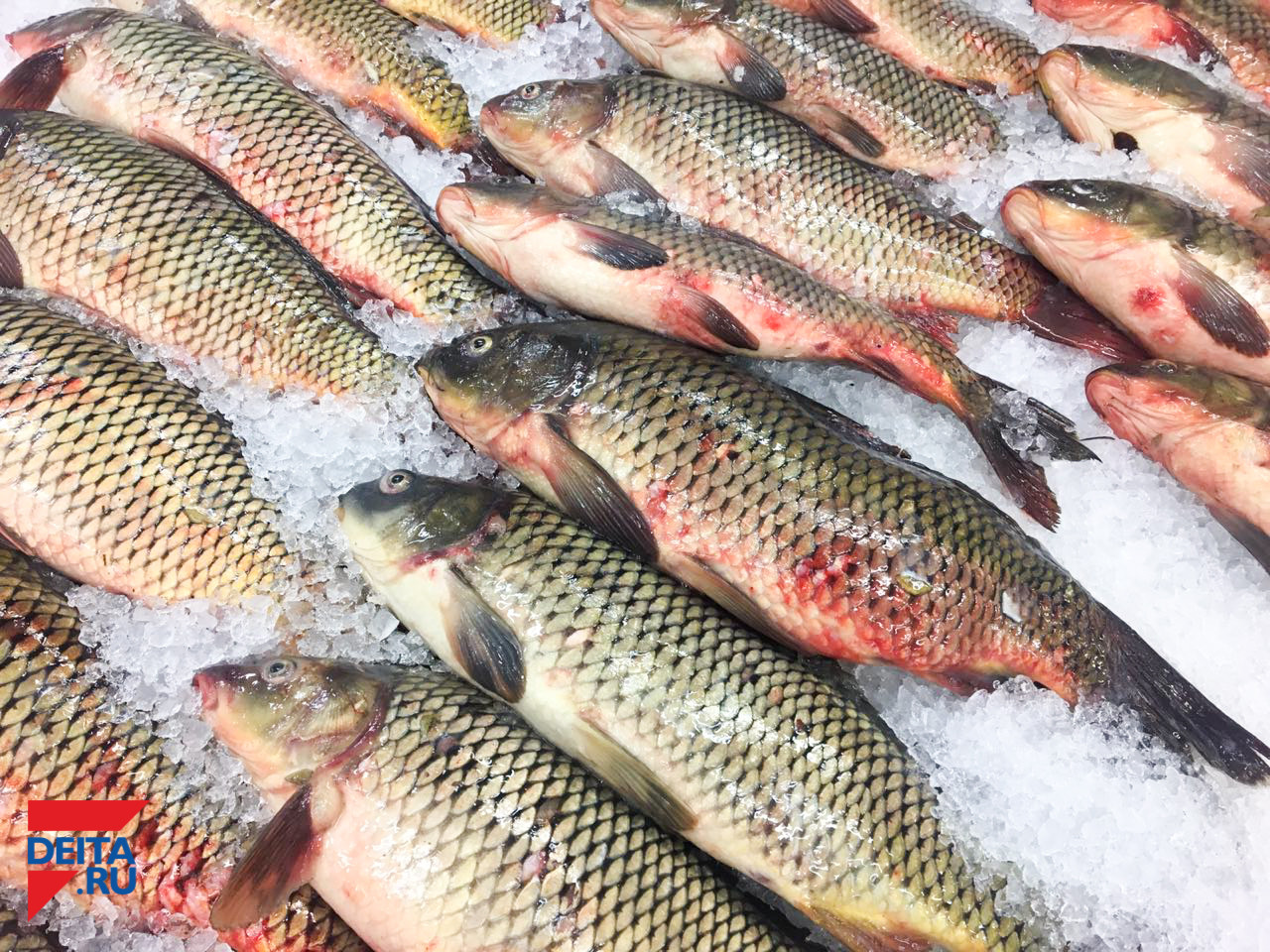 Новый завод по переработке рыбы появится в Приморье