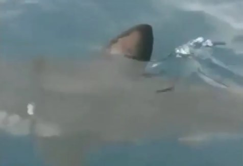 Крупная акула напугала приморских рыбаков зловещим плавником