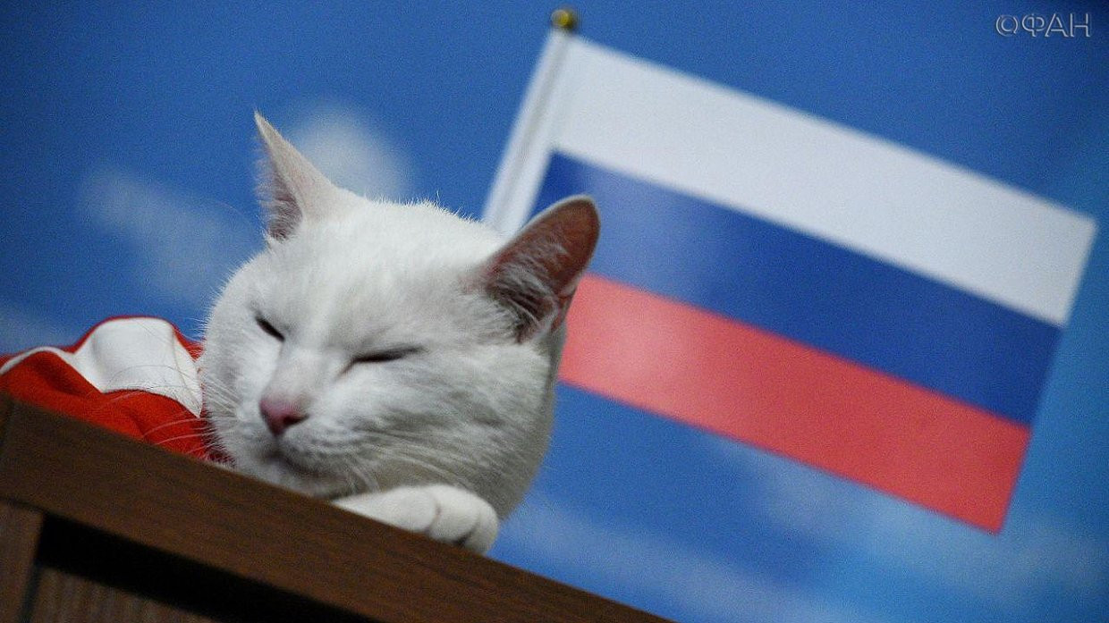 Кот-оракул переедет в новый дом после ЧМ-2018