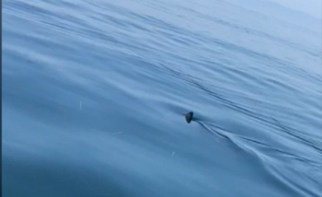 «Кого бы съесть»: большая акула кружит возле рыбаков