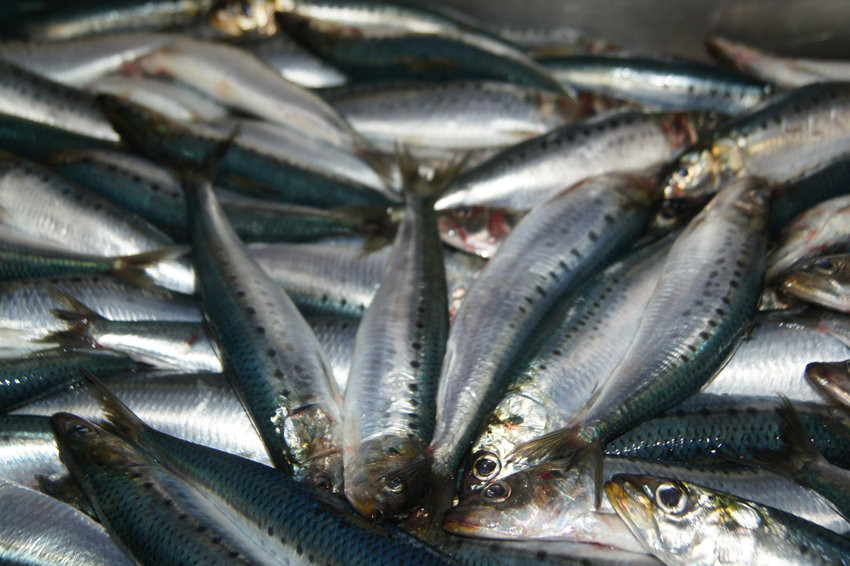 Курилы возвращают на столы россиян знаменитую иваси