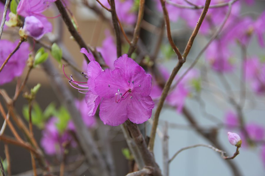 Поставщик рододендрона расстроил администрацию Владивостока