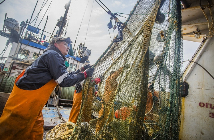 Приморские рыбаки активно осваивают «минтаевые» квоты