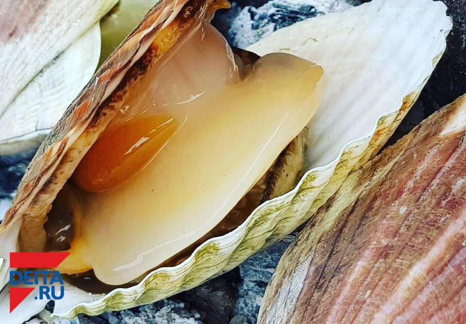 600 миллионов молоди гребешка высадили в Приморье