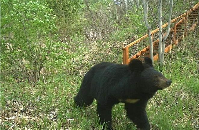 Очередной медведь пришел полакомиться на кладбище