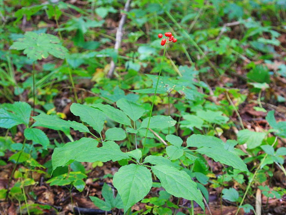 Китаец вез из Приморья ценнейший груз