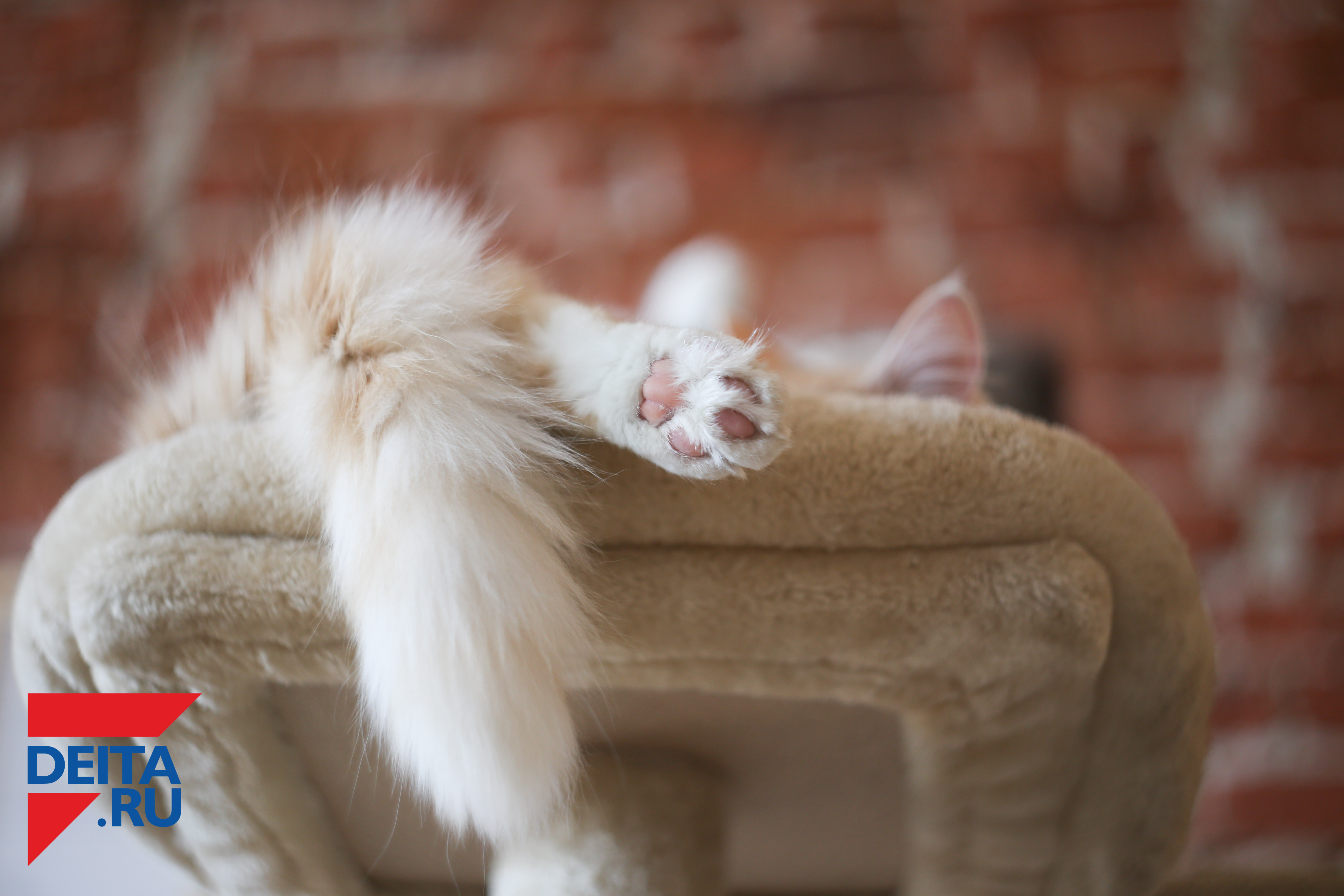 Кошка повредила дорогое авто на 1,5 миллиона рублей