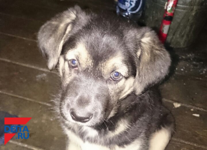 Смертельную отраву для собак раскидали в известном районе