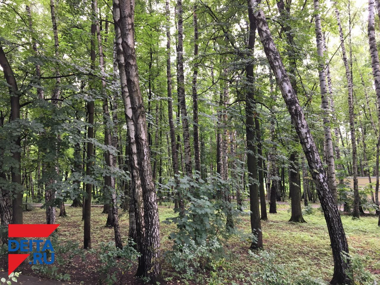 Верное решение позволило найти пропавшего грибника