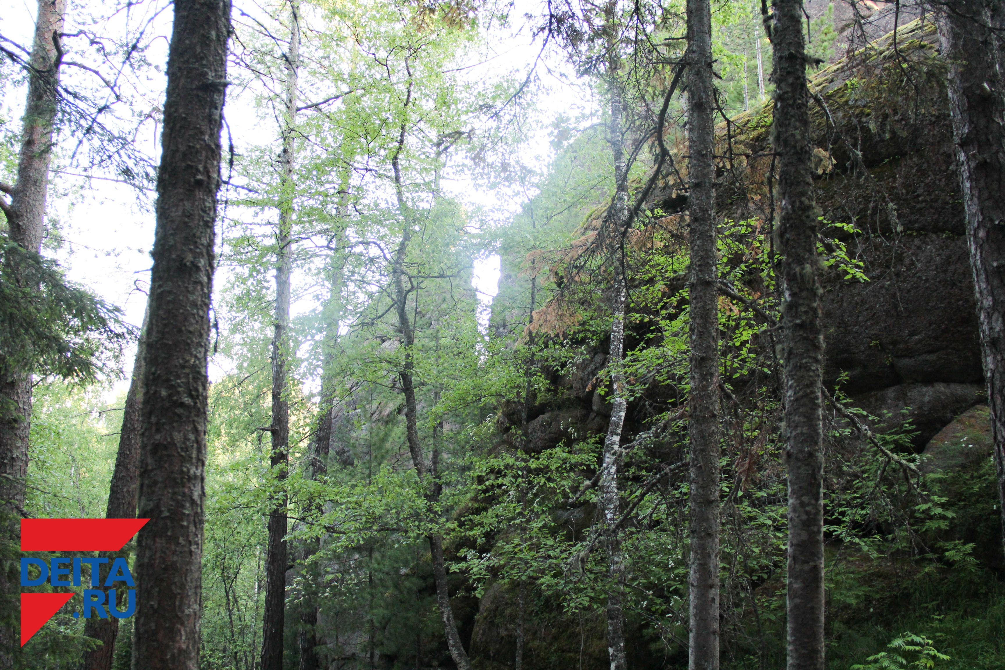 Пожилой мужчина заблудился в приморских лесах