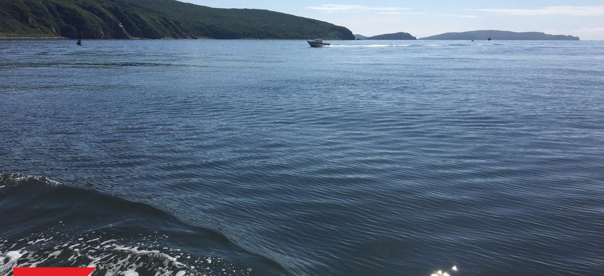 Нападение акулы на туристов попало на видео