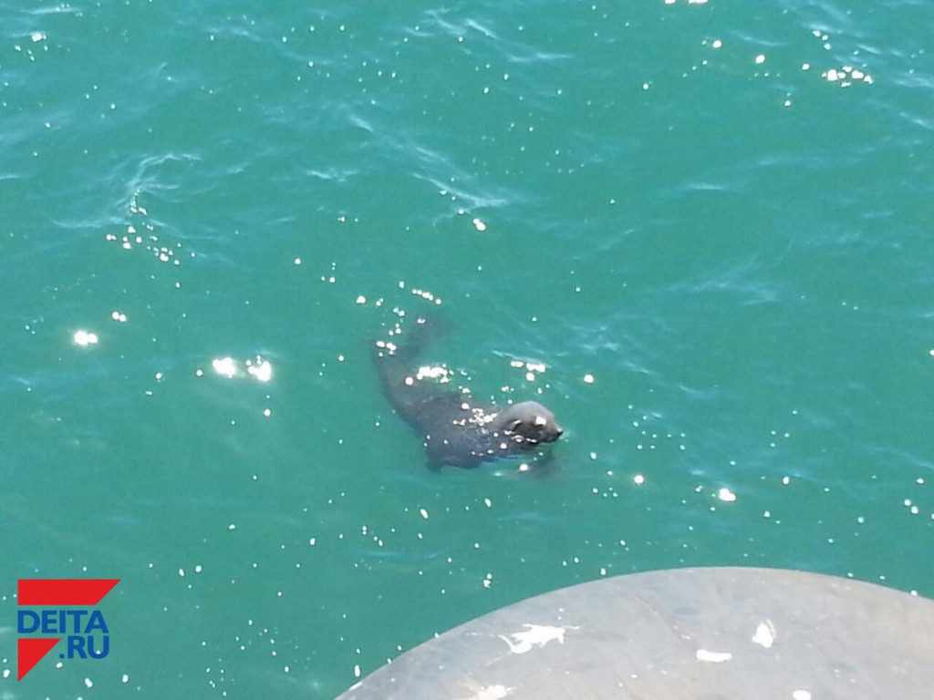 Найден морской котик, сбежавший из дельфинария