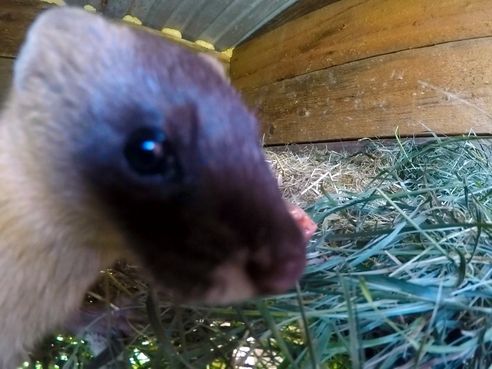 Колонок-сирота из Приморье ушел в лес жить своей жизнью