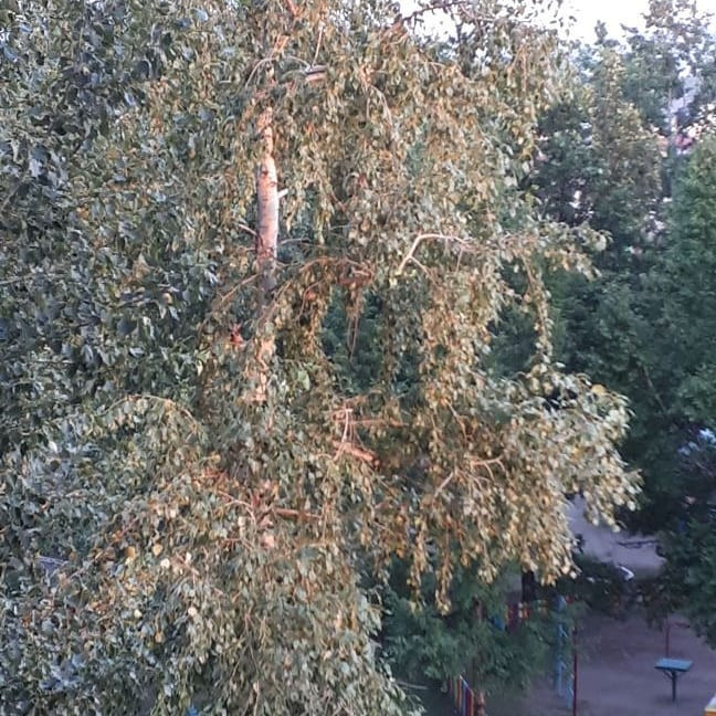 Приборы, природа, люди: Приморье сходит с ума от жары