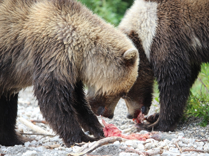 Дальневосточник стал жертвой атаки медведя