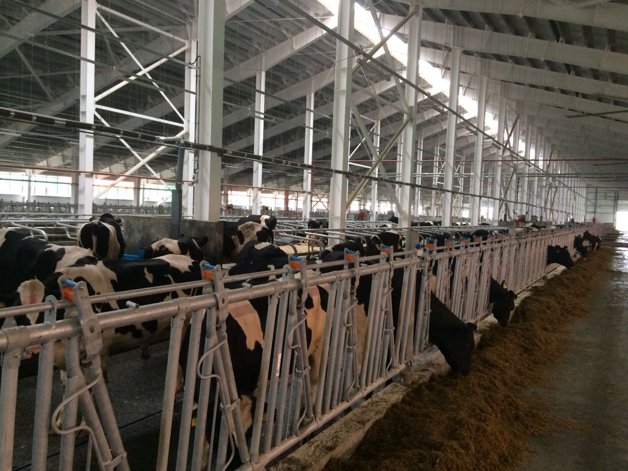 Датские коровы прибыли на Сахалин