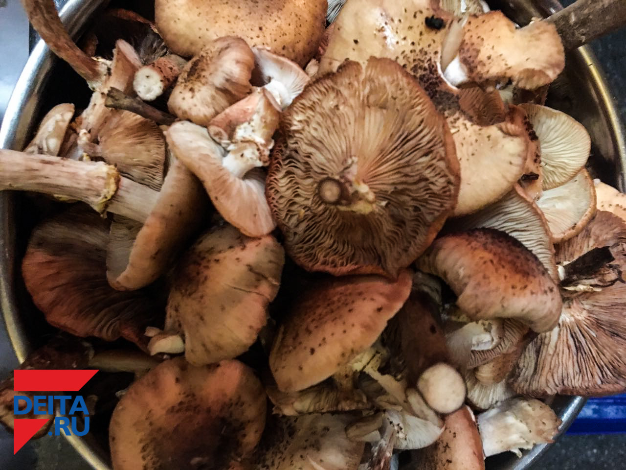 Установлены правила сбора грибов и травы