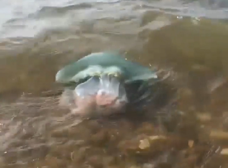 Огромную медузу заметили отдыхающие на популярном пляже