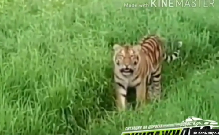 Эксперт поставил под сомнение видео с двумя тигрятами