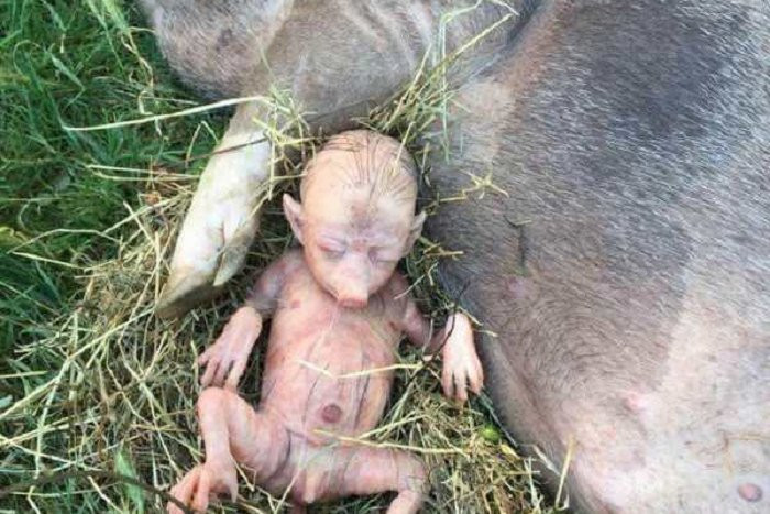 Сходство между жутким поросенком и человеческим детенышем объяснили генетики