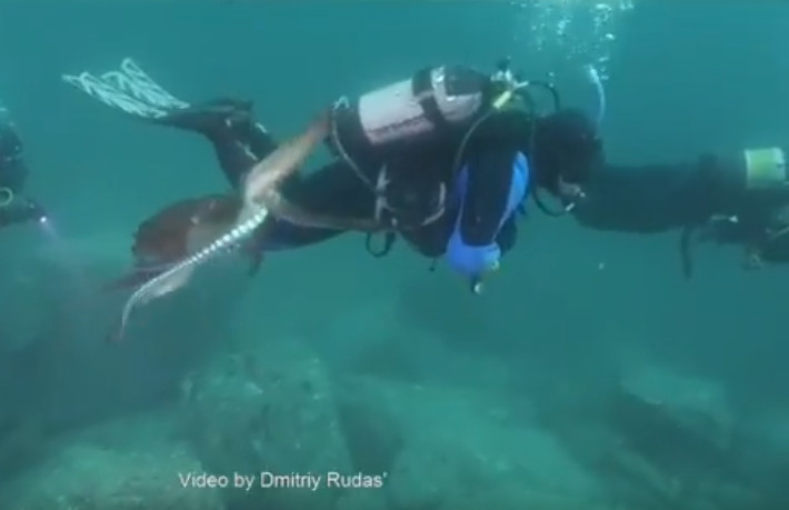 Видео: осьминог напал на человека в водах Японского моря
