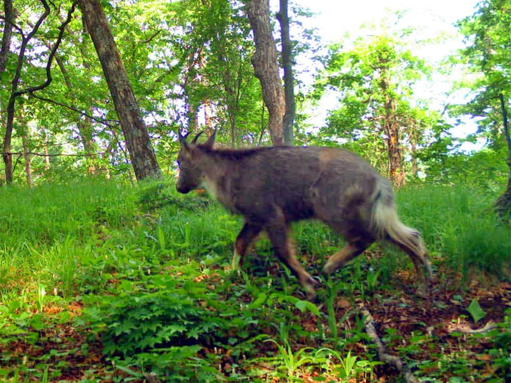 Редчайшего зверя сфотографировали в Приморье