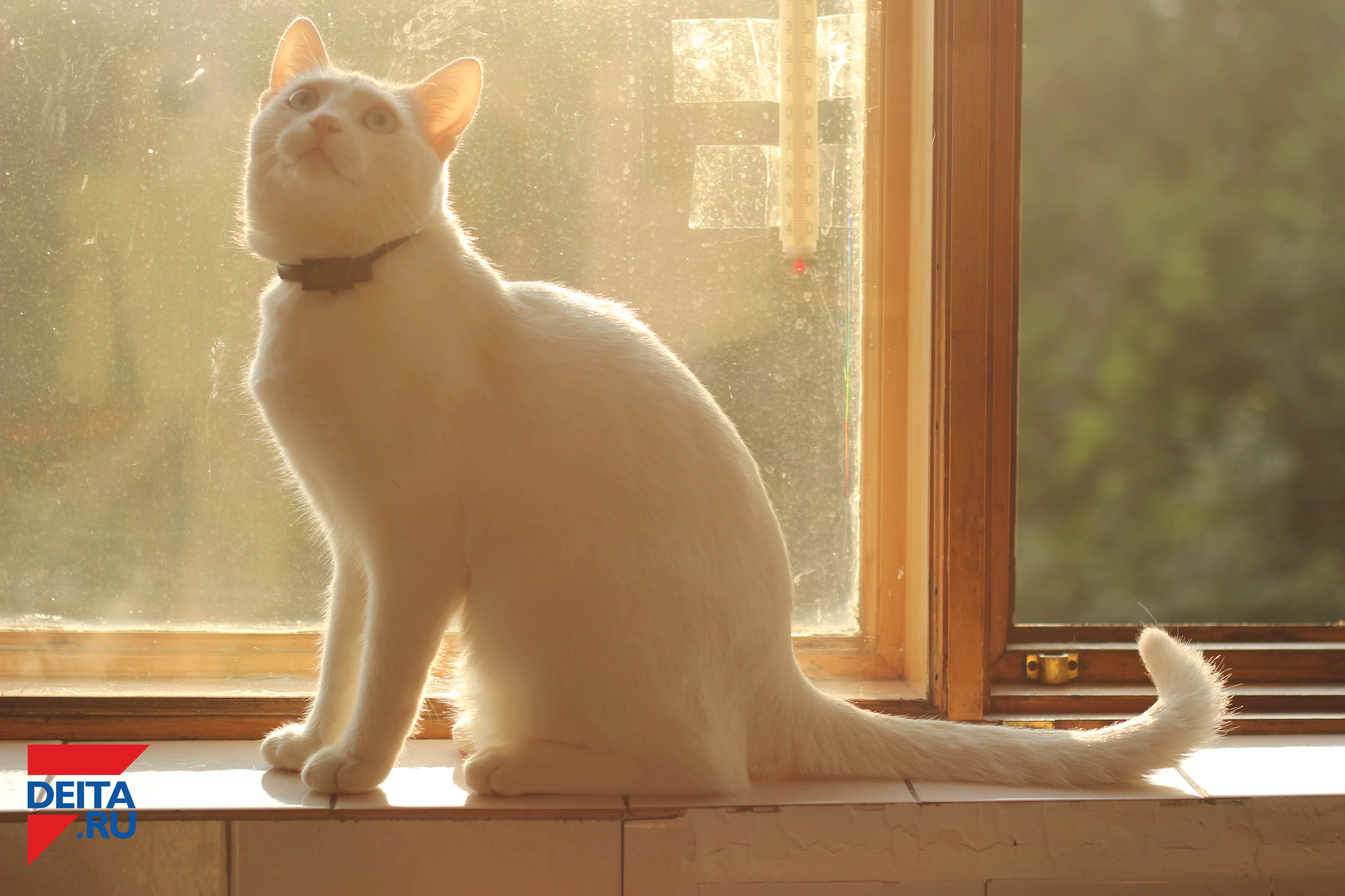 Стало известно, каких котиков предпочитают россияне