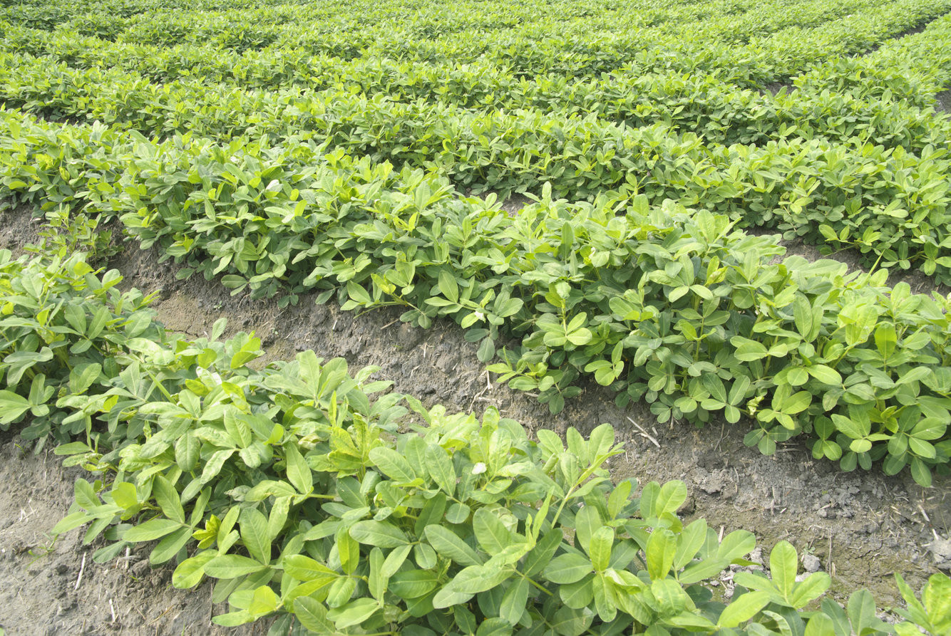 Опасную для жизни закуску к пиву направили в Приморье