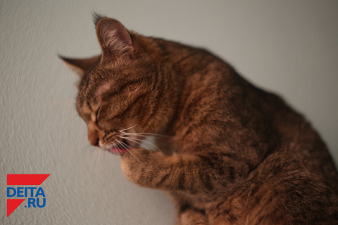 Этим россиянам запретили держать более двух кошек