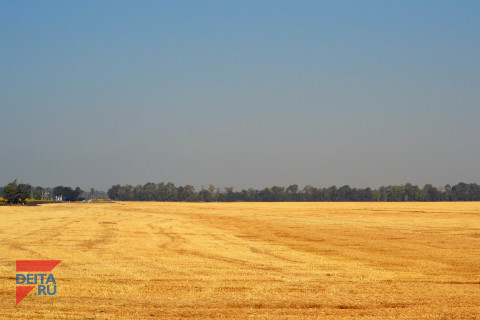Природа сделала подарок аграриям Приморья в этом году