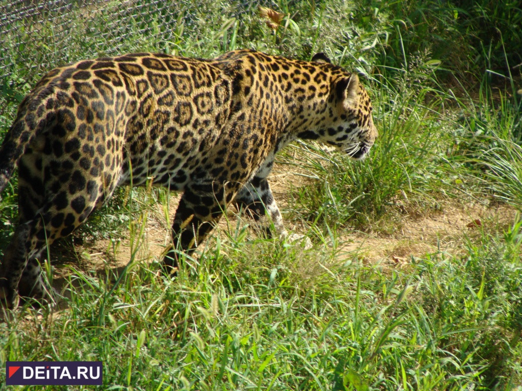 Забавное имя дали полицейские леопарду