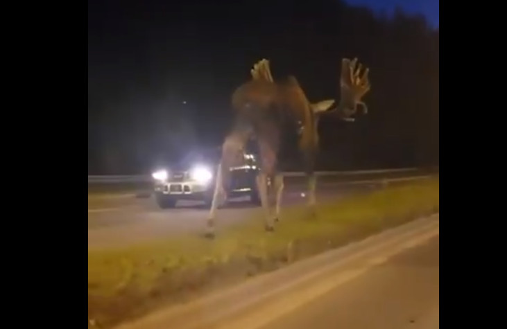 Огромный лось замечен на оживленной трассе