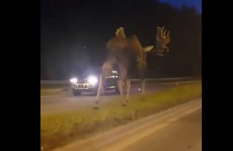 Огромный лось замечен на оживленной трассе