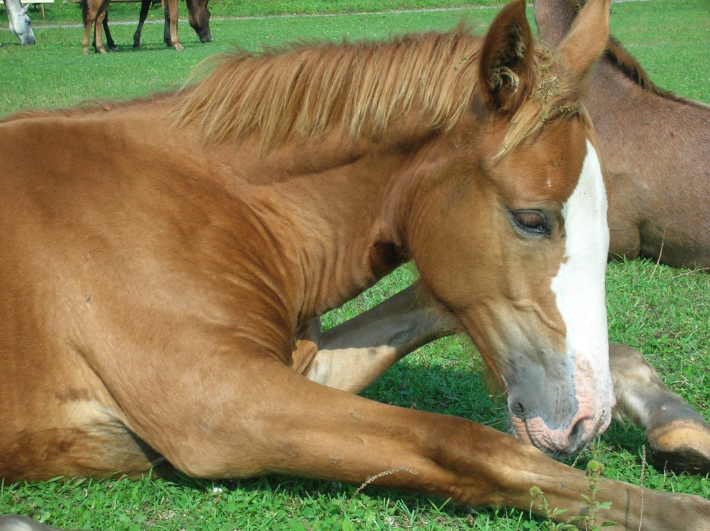 Детеныш лошади удивил дальневосточных ученых