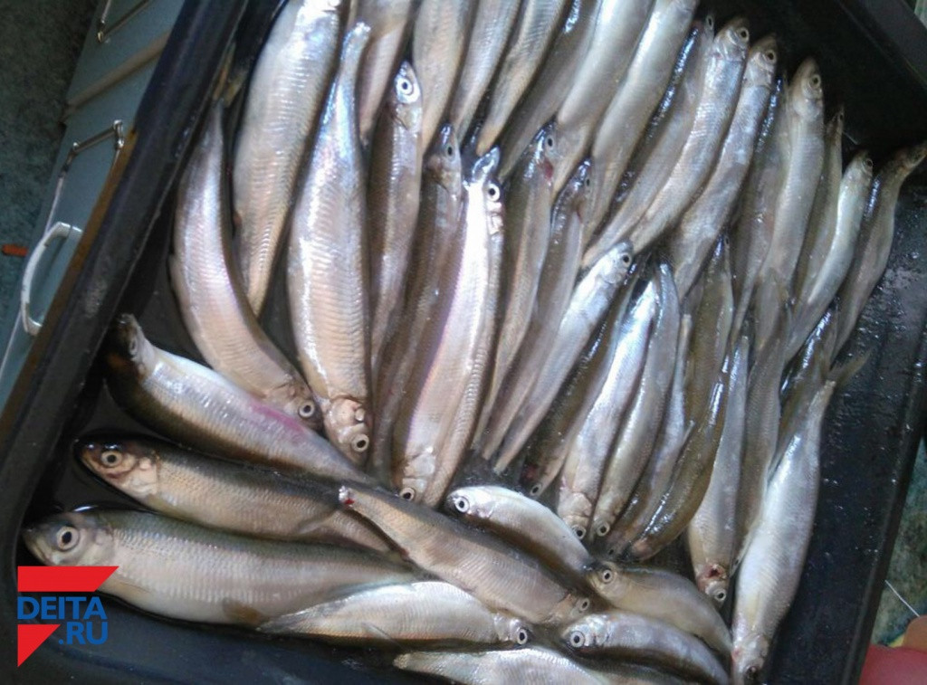 Росрыболовство хочет миллионы за участки моря