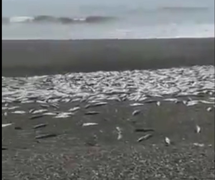 Экологическая катастрофа взбудоражила  россиян