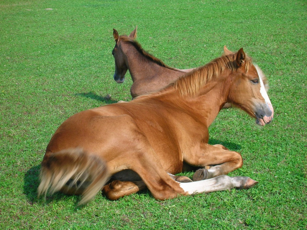 Неожиданная "встреча" потрепала нервы автолюбителю во Владивостоке
