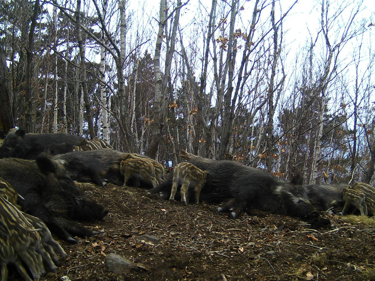 Сиеста кабаньего гарема: люди проникли в тайны личной жизни хряков