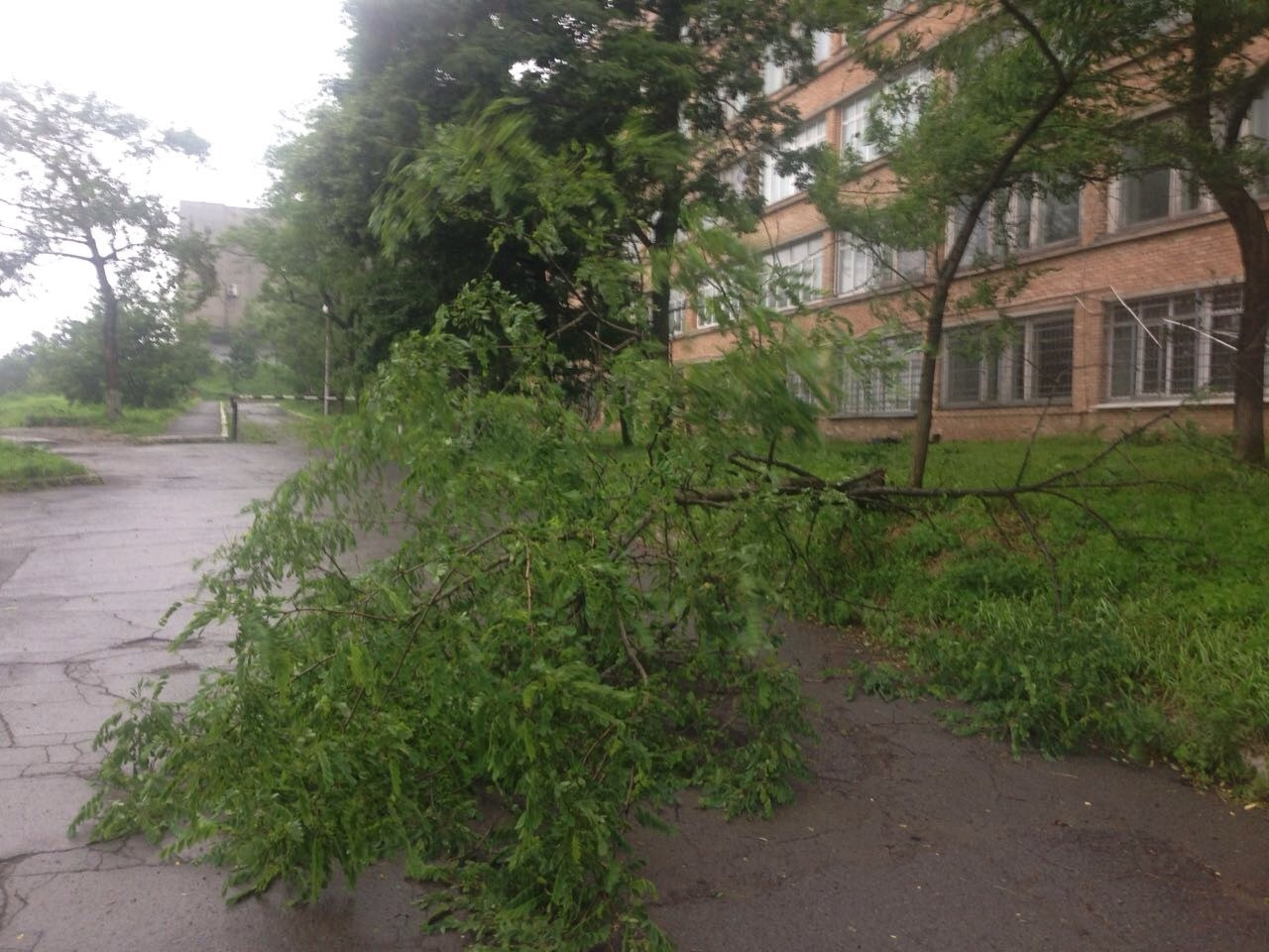 Деревья портят жизнь владивостокцев