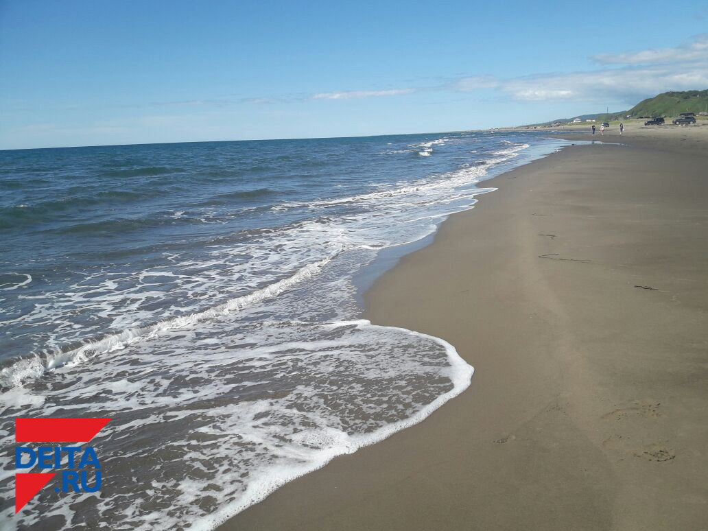 Дельфинов и осетров выбросило на берег Крыма