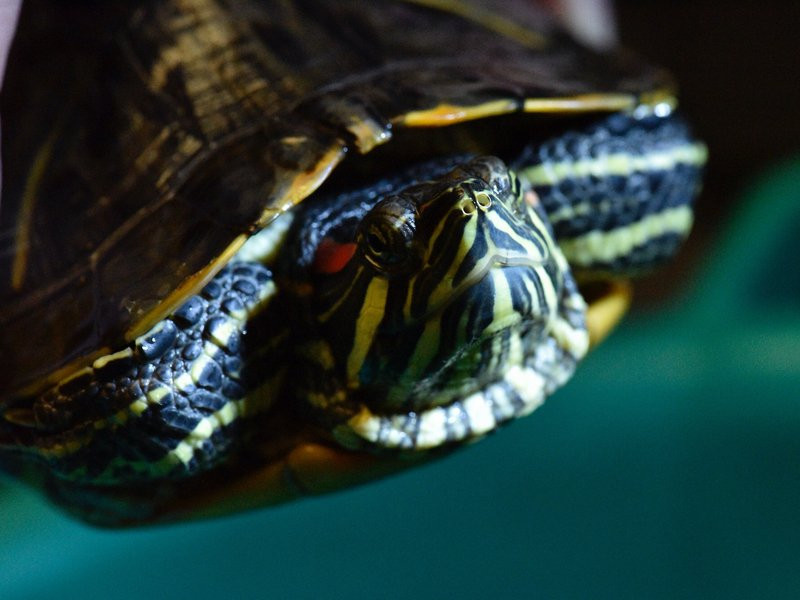 Редчайшую черепаху едва не продали кому попало