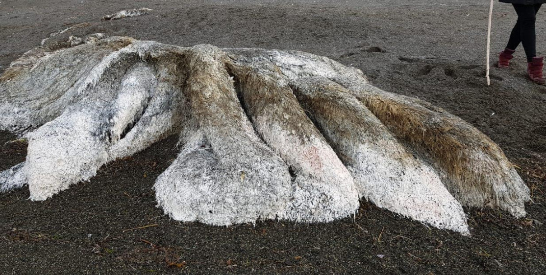 Тушу огромного лохматого монстра нашли на берегу моря