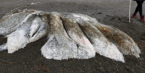 Тушу огромного лохматого монстра нашли на берегу моря