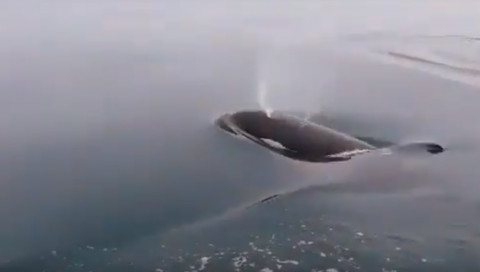 «Красивое зрелище»: морские игры косаток вблизи катера попали на видео